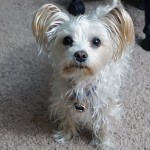 dog friendly las vegas