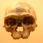 Homo Sapien Skull